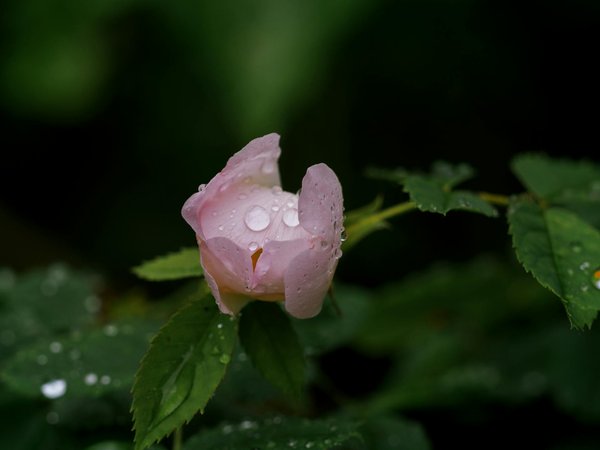 Pose de store intérieur à Lyon : guide pratique